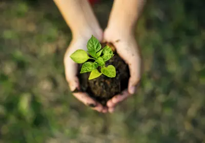 Hands holding a young plant symbolising sustainable planning